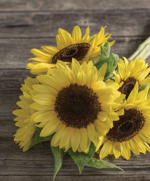 Sunrich Limoncello Summer Sunflower Seed