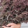 Copper Plume - Organic Atriplex Seed
