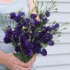 Doublini Blue - Lisianthus Seeds