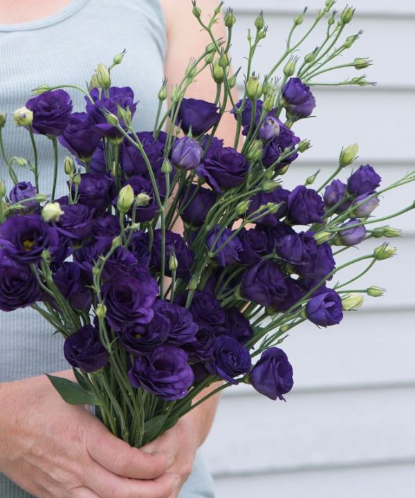 Doublini Blue - Lisianthus Seeds