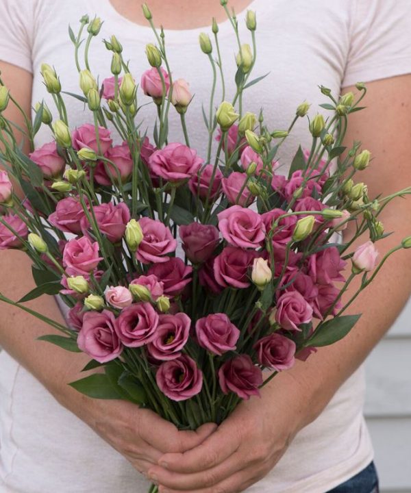 Doublini Rose Pink - Lisianthus Seed