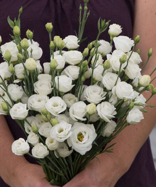 Doublini White - (F1) Lisianthus Seed