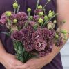 Rosanne Deep Brown Lisianthus