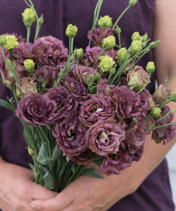 Rosanne Deep Brown Lisianthus