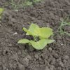 Light Green Orach - Organic Greens Seed