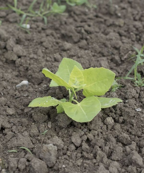 Light Green Orach - Organic Greens Seed