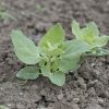 Dark Green Orach - Organic Greens Seed