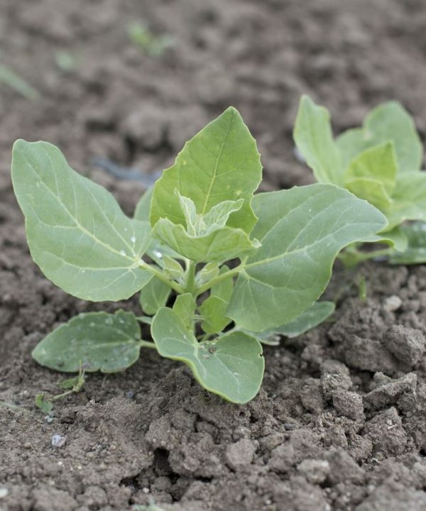 Dark Green Orach - Organic Greens Seed