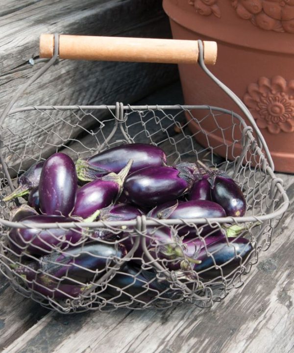 Patio Baby - (F1) Eggplant Seed