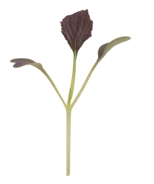 Mizuna, Red Kingdom - (F1) Microgreen Seed