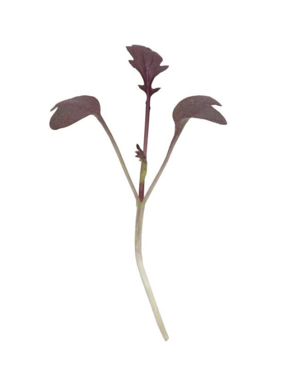 Mizuna, Miz America - (F1) Microgreen Seed