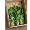 Catalogna Special - Italian Dandelion Seed