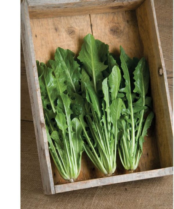 Catalogna Special - Italian Dandelion Seed