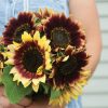 Florenza - Sunflower Seed