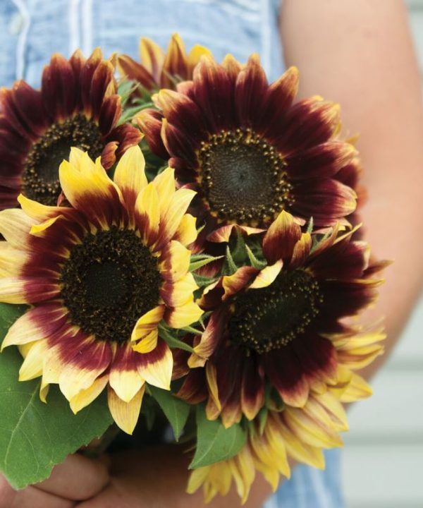Florenza - Sunflower Seed
