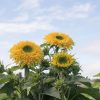 Lemonade - Sunflower Seed
