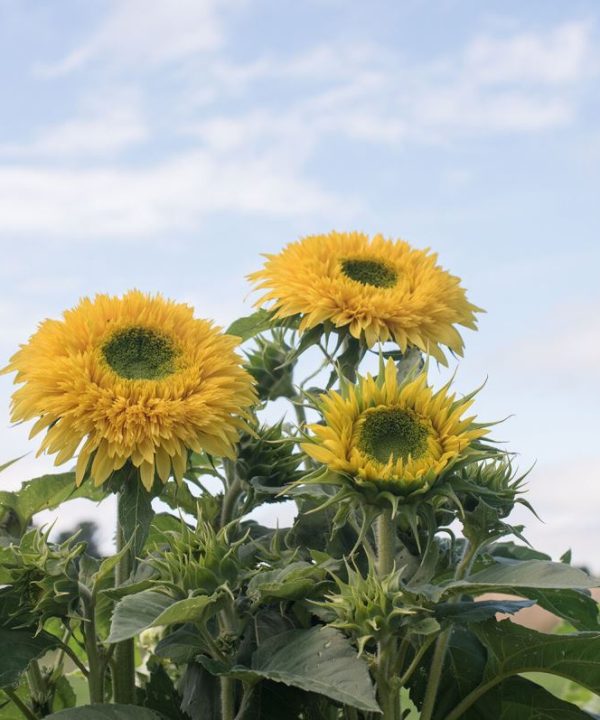Lemonade - Sunflower Seed