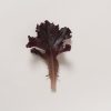 Spritzer - Organic Lettuce Seed
