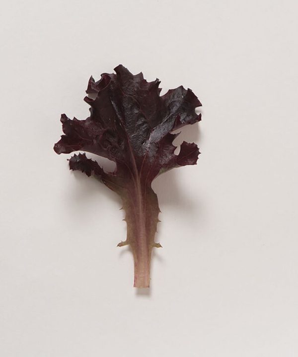 Spritzer - Organic Lettuce Seed