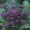 Red Fire - Purple Sprouting Broccoli Seeds