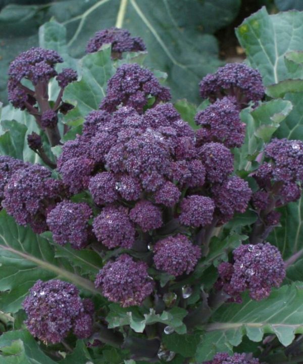 Red Fire - Purple Sprouting Broccoli Seeds