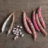 Flambo - Bean Seed