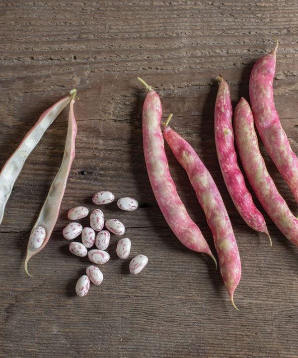 Flambo - Bean Seed