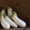 Aretussa - (F1) Eggplant Seed