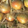 Madalyn - Organic (F1) Onion Seed