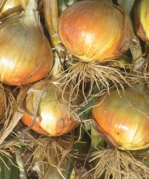 Madalyn - Organic (F1) Onion Seed