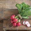 Celesta - Organic (F1) Radish Seed