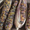 Glass Gem Corn Seed | 100% Guaranteed