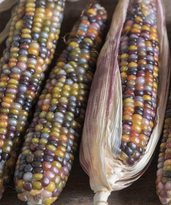 Glass Gem Corn Seed | 100% Guaranteed