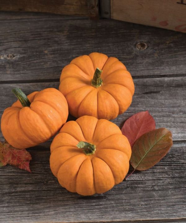 Jill-Be-Little - Pumpkin Seed