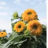Goldy Double - Organic Sunflower Seed