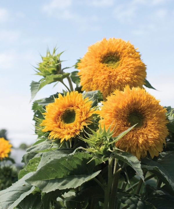 Goldy Double - Organic Sunflower Seed