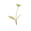 Parsley - Microgreen Seed