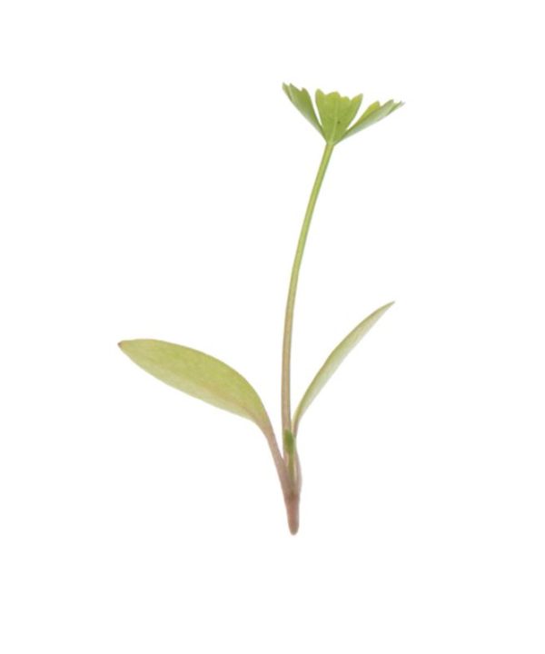 Parsley - Microgreen Seed