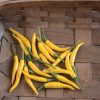 Kristian - (F1) Thai Pepper Seed