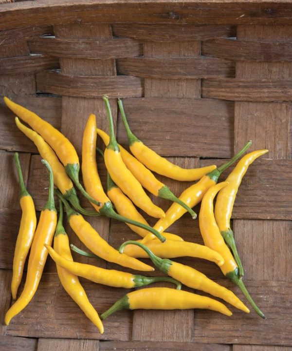 Kristian - (F1) Thai Pepper Seed