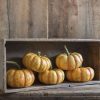 Spark - (F1) Pumpkin Seed
