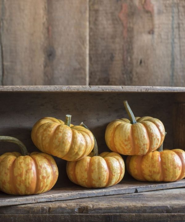 Spark - (F1) Pumpkin Seed