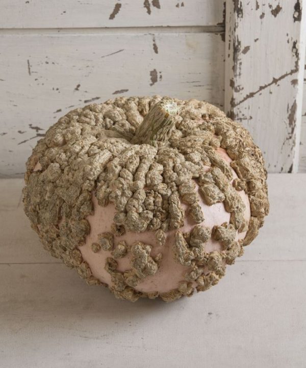 Galeux d'Eysines - Pumpkin Seed