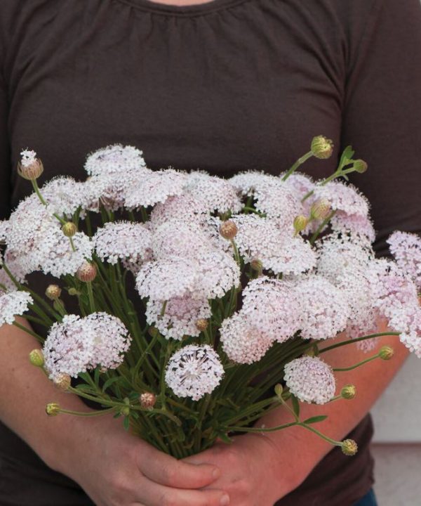 Lacy Pink - Didiscus Seed
