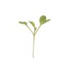 Mustard, Green Wave - Organic Microgreen
