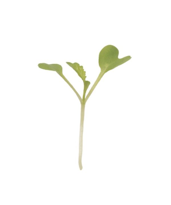Mustard, Green Wave - Organic Microgreen