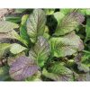 Red Giant - Mustard Green Seed