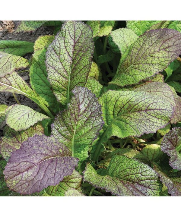 Red Giant - Mustard Green Seed
