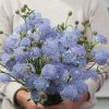 Lacy Lavender Blue - Didiscus Seed