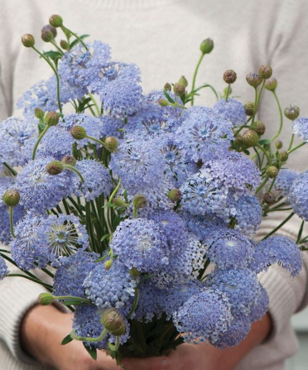 Lacy Lavender Blue - Didiscus Seed